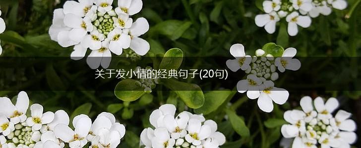 关于发小情的经典句子(20句),第1张