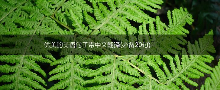 优美的英语句子带中文翻译(必备20句),第1张