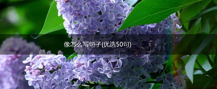 像怎么写句子(优选50句),第1张