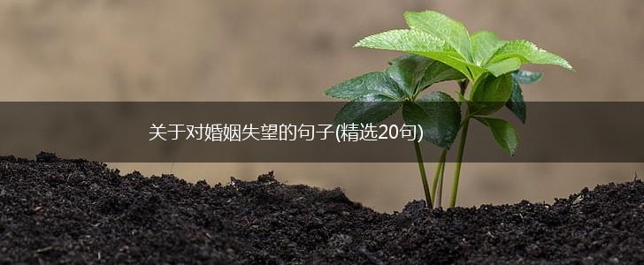 关于对婚姻失望的句子(精选20句),第1张