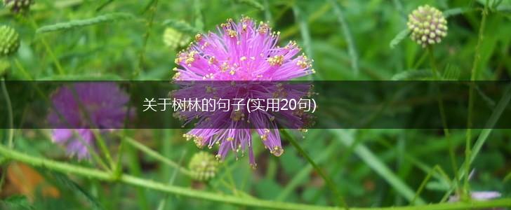 关于树林的句子(实用20句),第1张