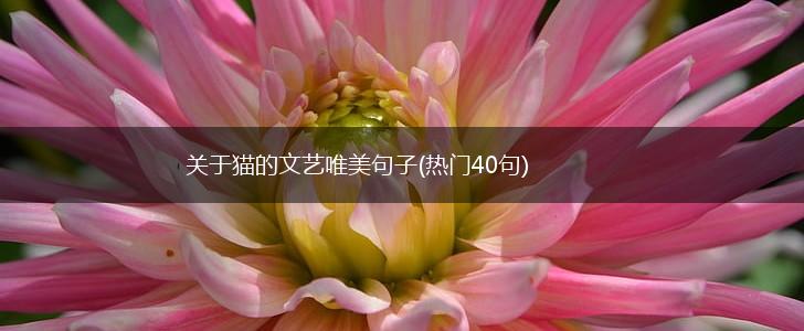 关于猫的文艺唯美句子(热门40句),第1张