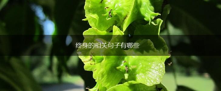 终身的相关句子有哪些,第1张
