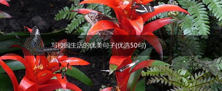 写校园生活的优美句子(优选50句),第1张