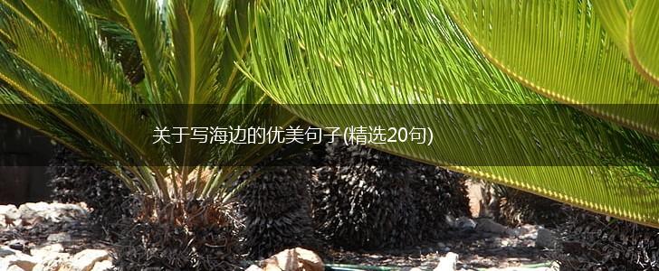 关于写海边的优美句子(精选20句),第1张