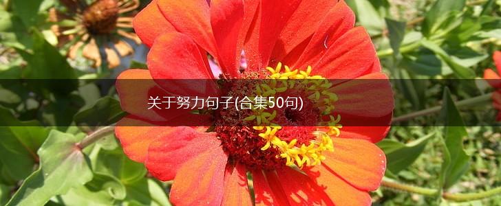 关于努力句子(合集50句),第1张