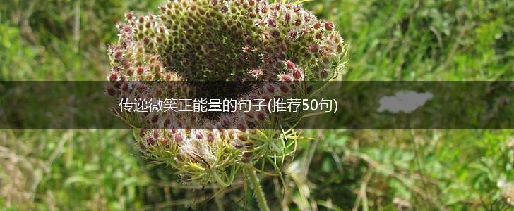 传递微笑正能量的句子(推荐50句),第1张