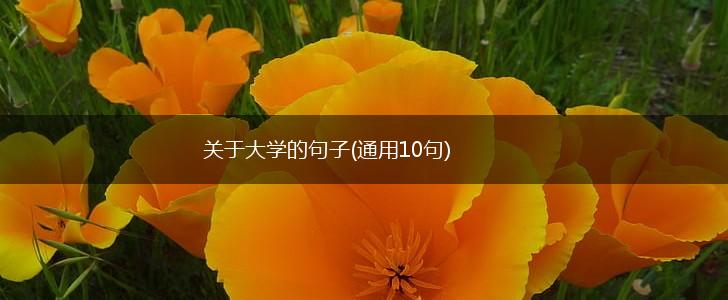 关于大学的句子(通用10句),第1张