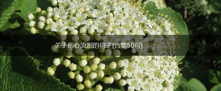 关于伤心流泪的句子(合集50句),第1张