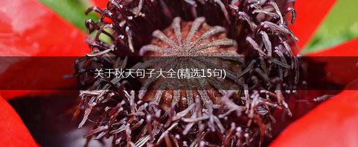 关于秋天句子大全(精选15句),第1张