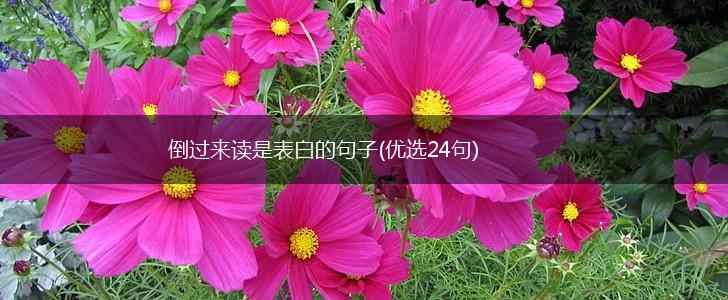 倒过来读是表白的句子(优选24句),第1张