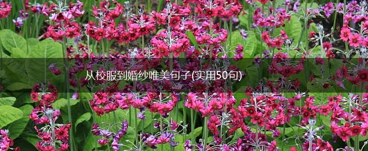 从校服到婚纱唯美句子(实用50句),第1张