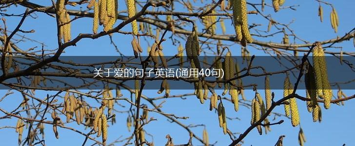 关于爱的句子英语(通用40句),第1张
