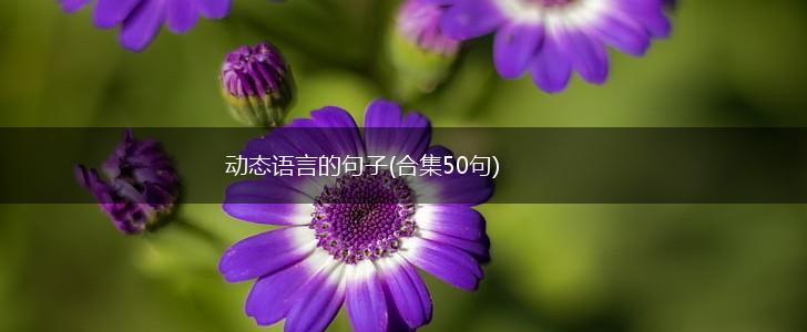 动态语言的句子(合集50句),第1张