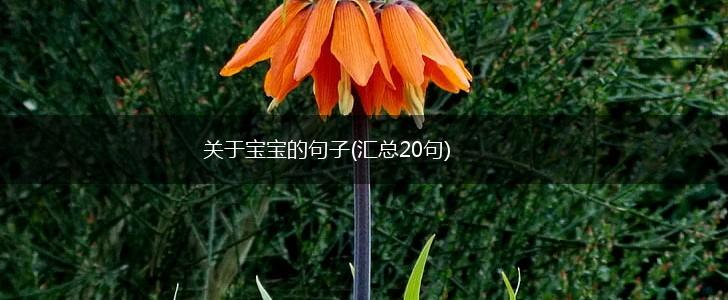 关于宝宝的句子(汇总20句),第1张
