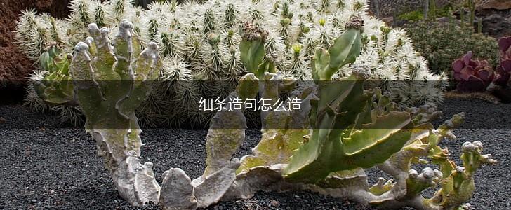 细条造句怎么造,第1张