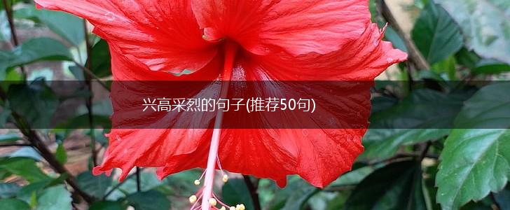 兴高采烈的句子(推荐50句),第1张