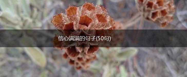 信心满满的句子(50句),第1张