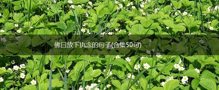 佛曰放下执念的句子(合集50句),第1张