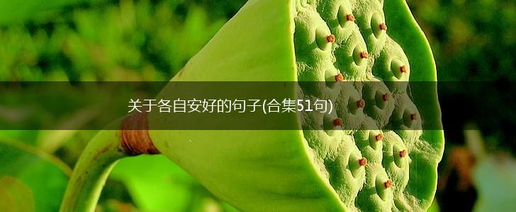 关于各自安好的句子(合集51句),第1张