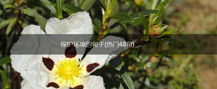 保护环境的句子(热门48句),第1张