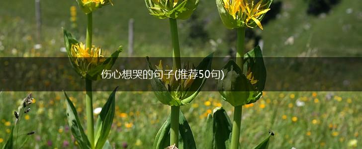 伤心想哭的句子(推荐50句),第1张