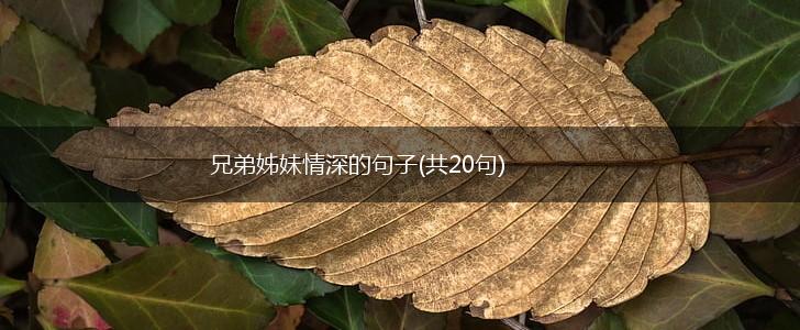 兄弟姊妹情深的句子(共20句),第1张
