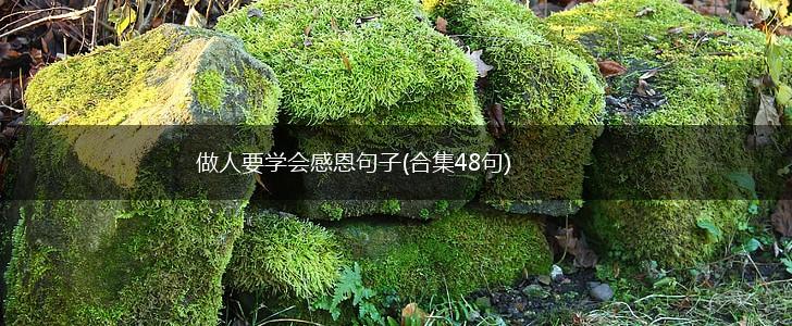 做人要学会感恩句子(合集48句),第1张