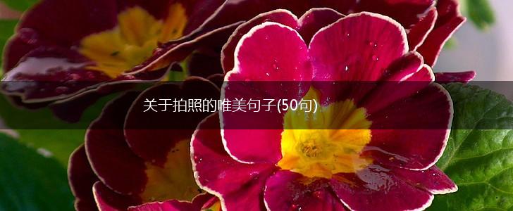 关于拍照的唯美句子(50句),第1张