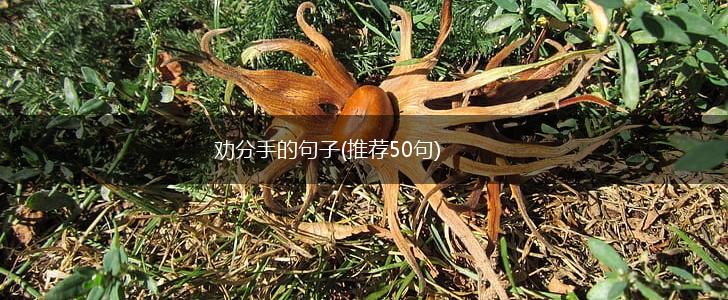 劝分手的句子(推荐50句),第1张