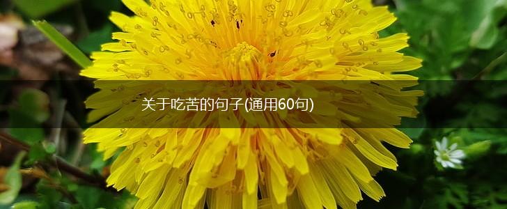 关于吃苦的句子(通用60句),第1张