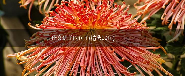 作文优美的句子(精选10句),第1张