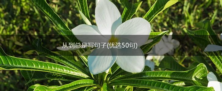 从到总是写句子(优选50句),第1张