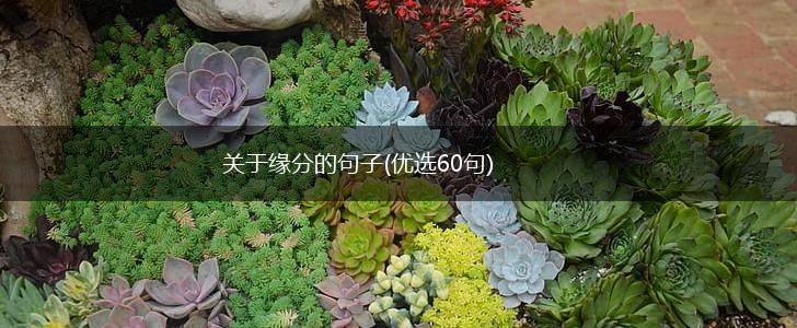 关于缘分的句子(优选60句),第1张