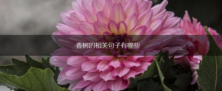 香树的相关句子有哪些,第1张
