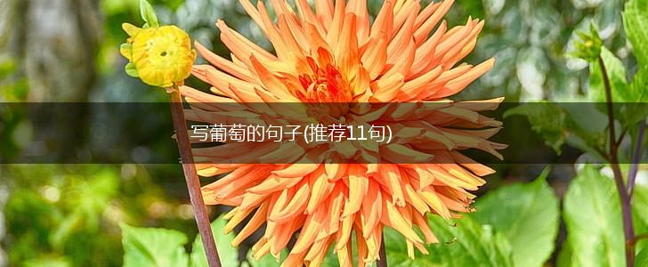 写葡萄的句子(推荐11句),第1张