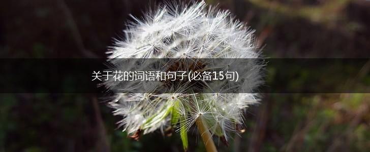 关于花的词语和句子(必备15句),第1张