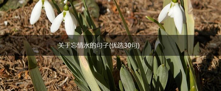 关于忘情水的句子(优选30句),第1张