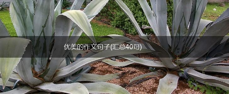 优美的作文句子(汇总40句),第1张