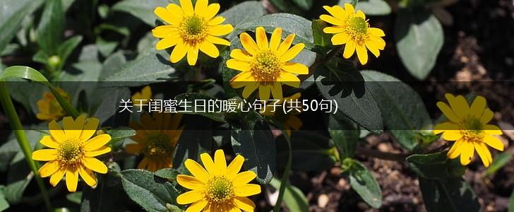 关于闺蜜生日的暖心句子(共50句),第1张