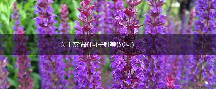关于友情的句子唯美(50句),第1张