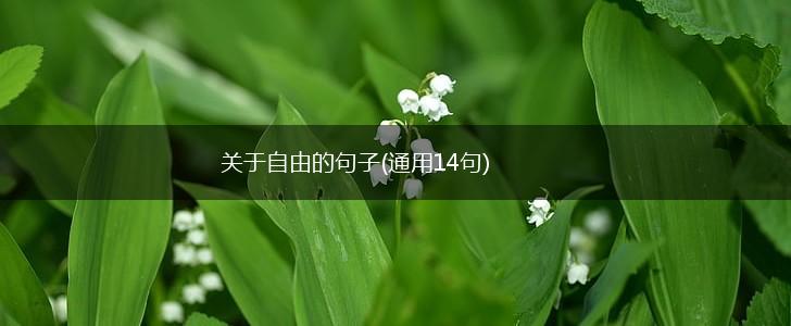 关于自由的句子(通用14句),第1张