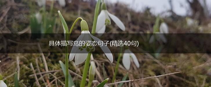 具体描写鸟的姿态句子(精选40句),第1张