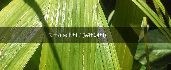 关于花朵的句子(实用14句),第1张
