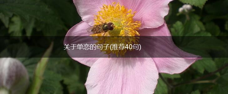 关于单恋的句子(推荐40句),第1张
