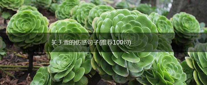 关于雪的伤感句子(推荐100句),第1张