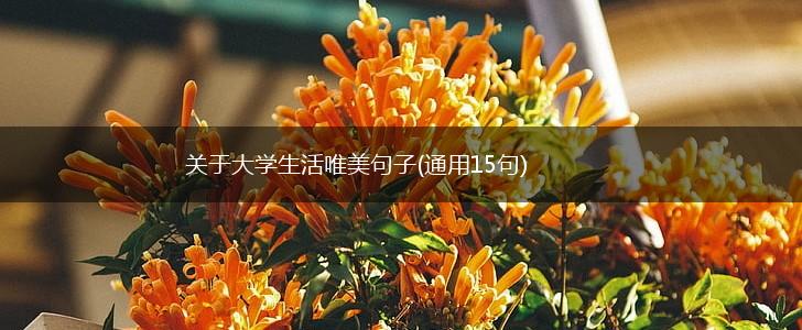 关于大学生活唯美句子(通用15句),第1张