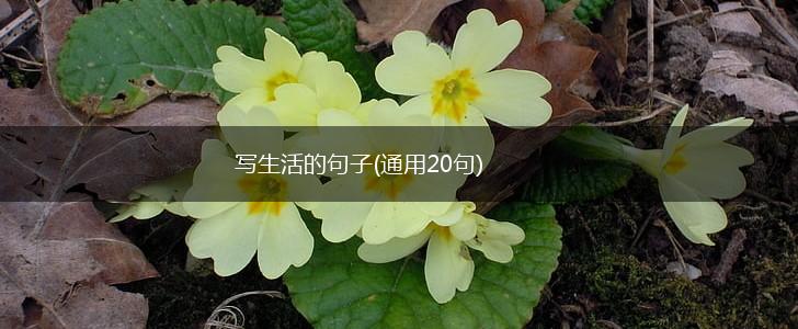 写生活的句子(通用20句),第1张