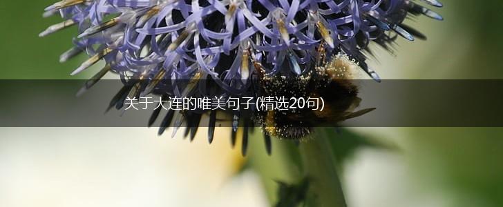 关于大连的唯美句子(精选20句),第1张