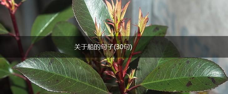 关于船的句子(30句),第1张